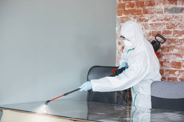 Best Attic Mold Removal  in Holley, FL