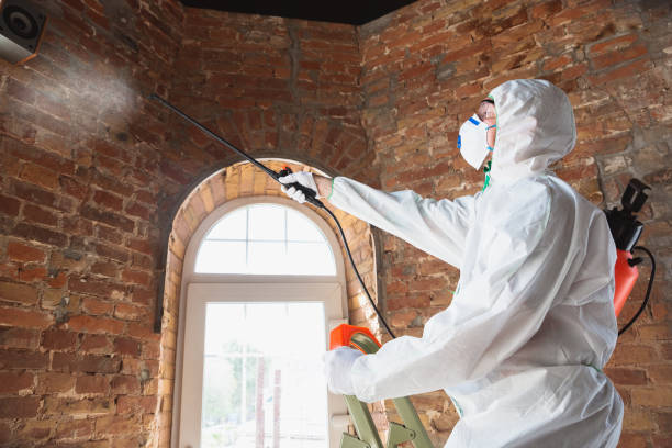  Holley, FL Mold Removal Services Pros